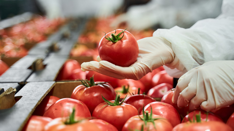 Tomatoes being packed for sale