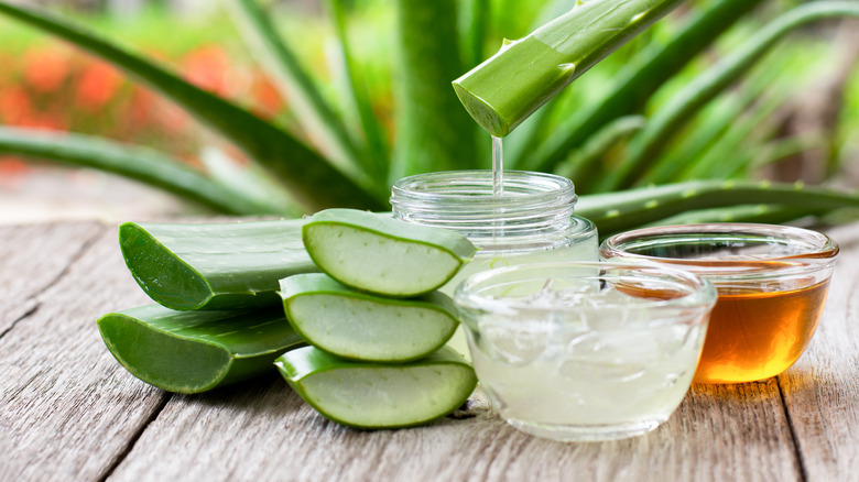 Aloe vera plant, juice, jelly, and honey