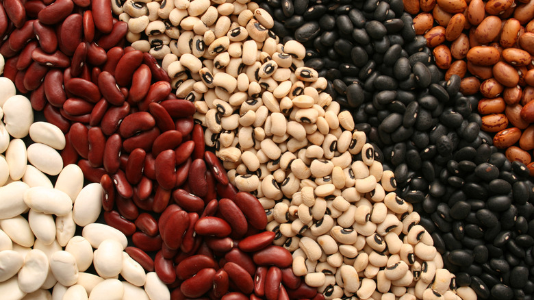rows of different kinds of dried beans