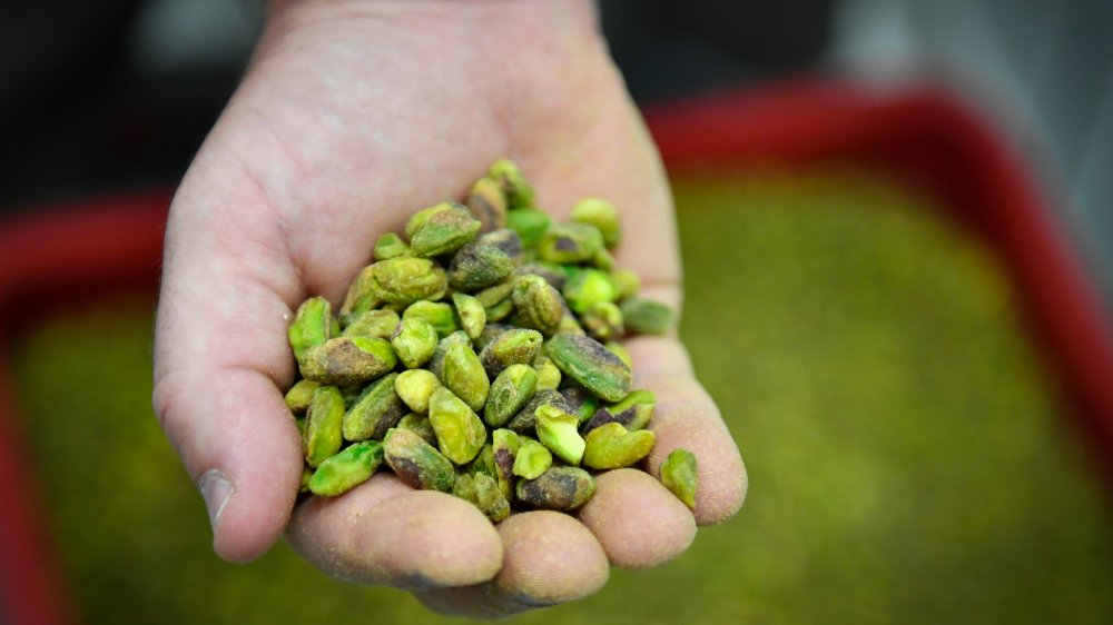 Hand holding shelled pistachios