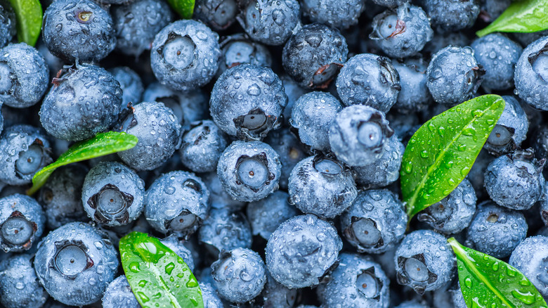 closeup of picked blueberries