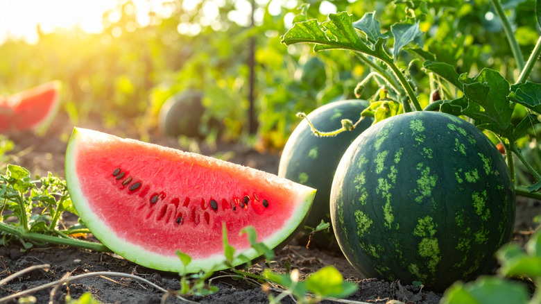 Cut watermelon in watermelon field