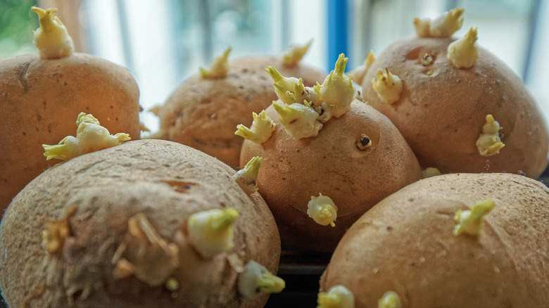 sprouting potatoes