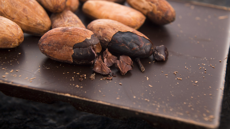 cacao beans and chocolate bar