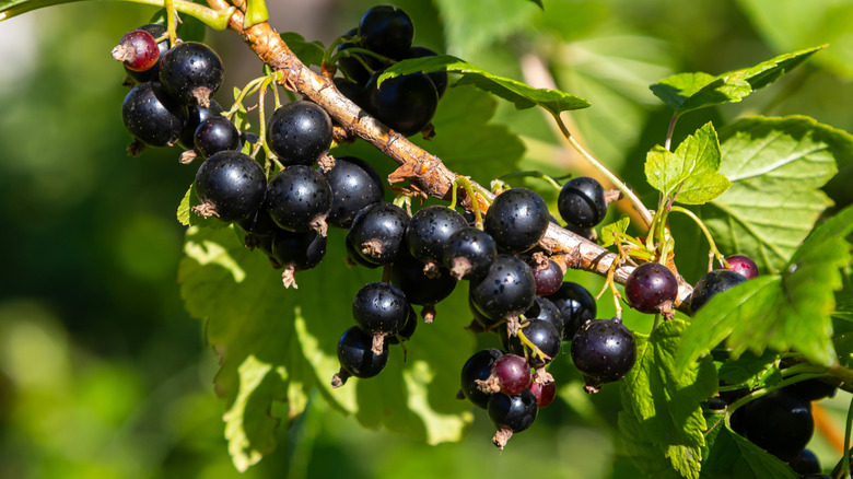 Ripe black currants on a branch