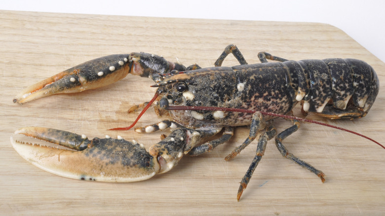 A French blue lobster on a cutting board.