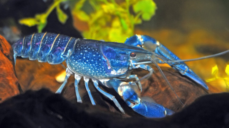 A blue lobster.