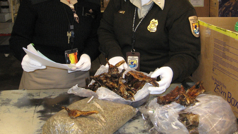 Officials inspecting bushmeat