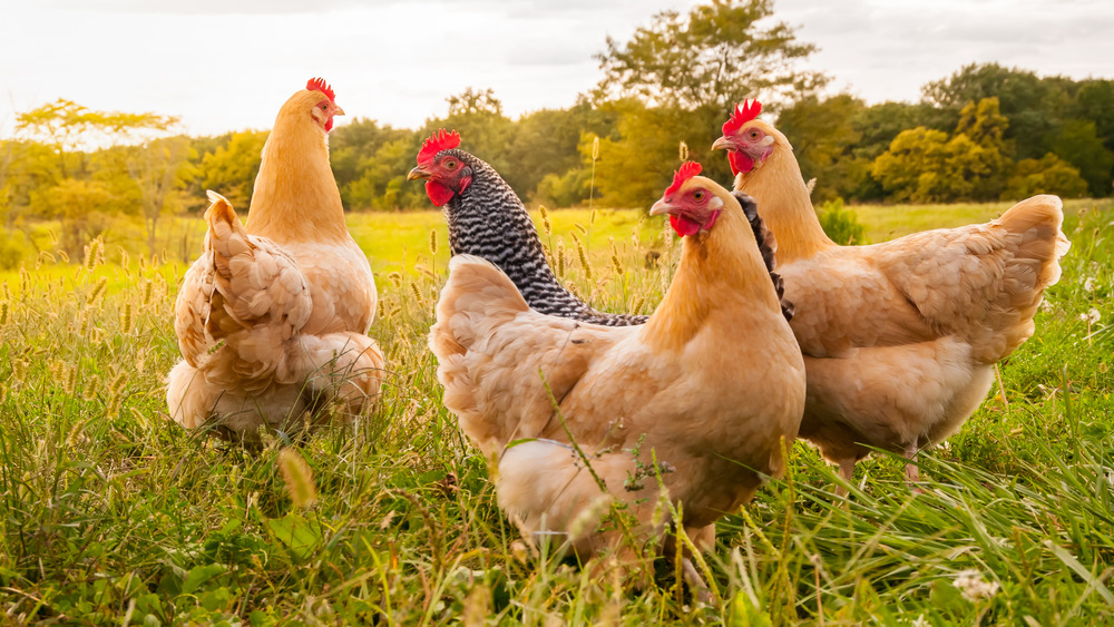 Chickens in field 