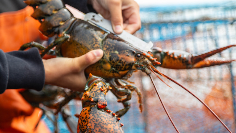 Fisherman holding lobster with measuring tool.