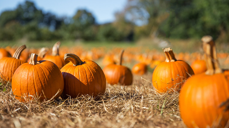 pumpkin field