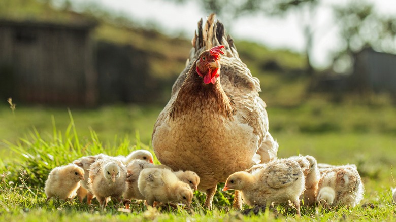 Hen and chicks outdoors