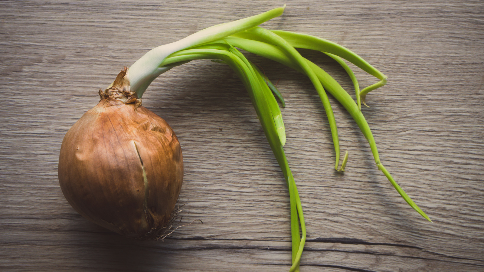 <a href="https://www.mashed.com/1818726/why-onions-sprout-safe-to-eat/" target="_blank">Why Do Onions Sprout And Is It Safe To Eat Them?</a>