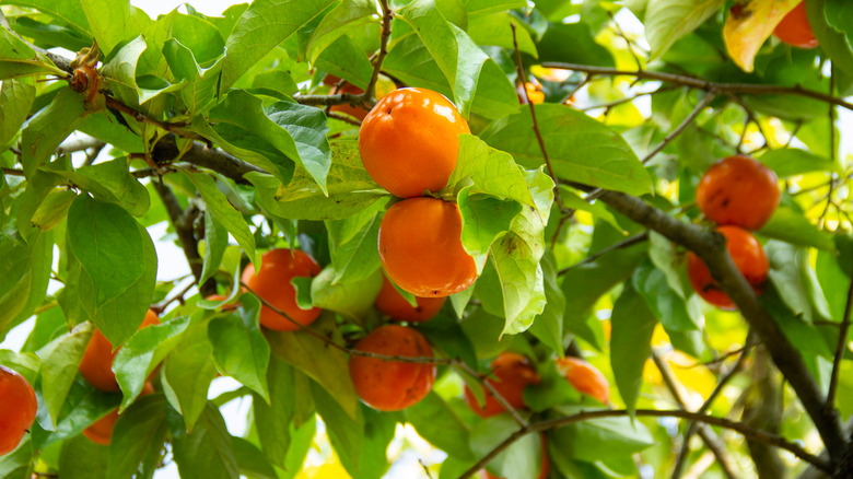 persimmon tree