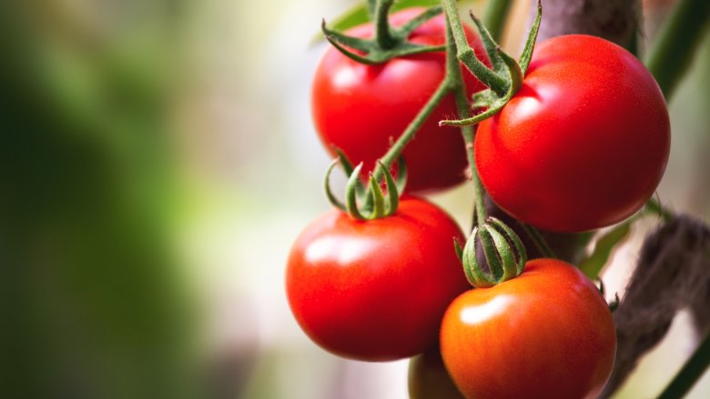 Tomatoes growing on vine