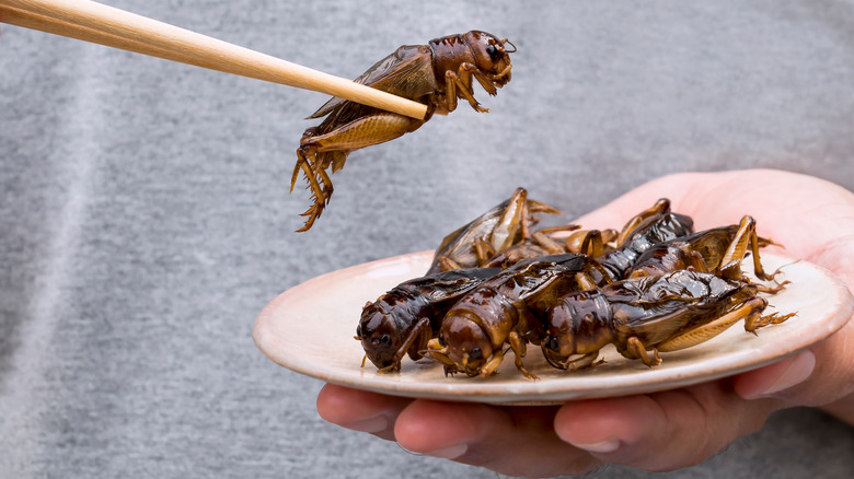 Eating crickets with chopsticks