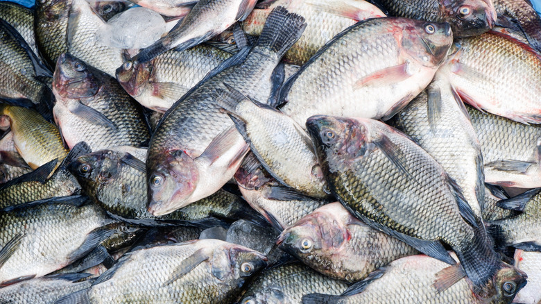 pile of fresh farmed tilapia