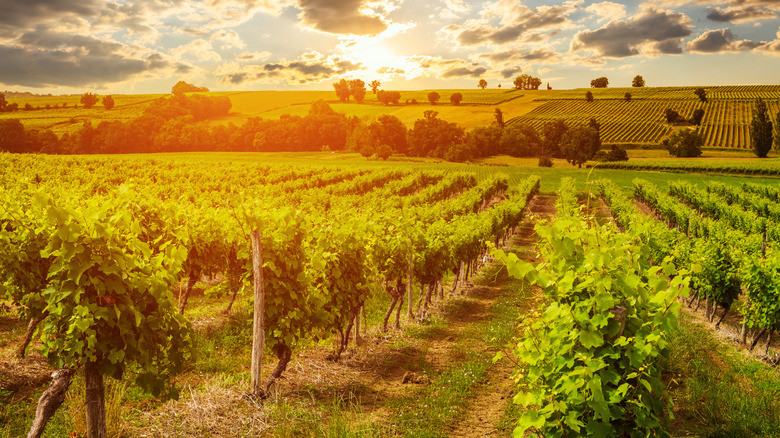 Vineyard