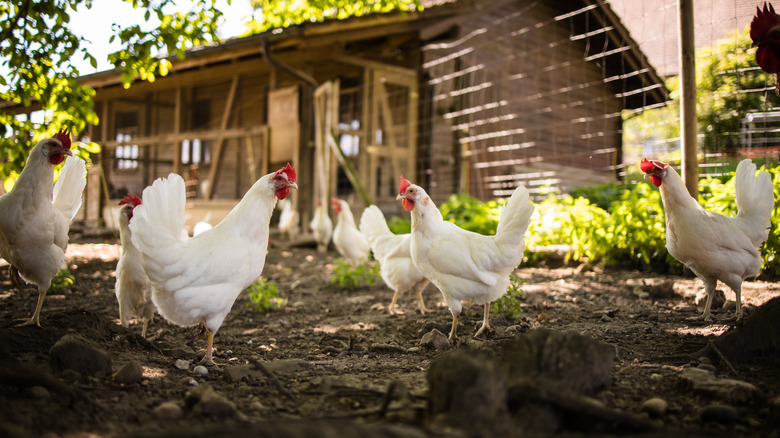 The definition of free-range chickens