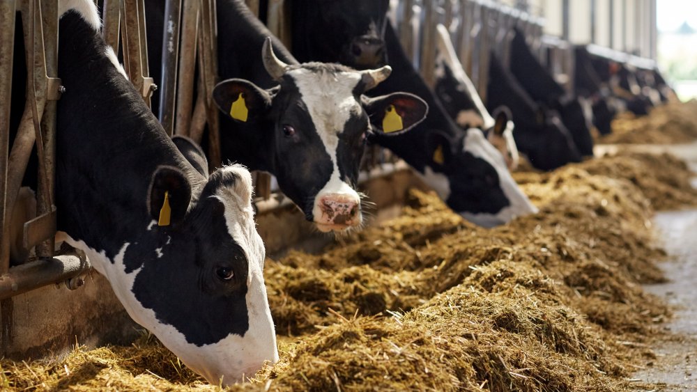 Cows eating hay