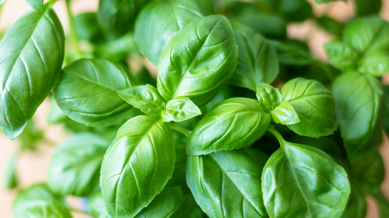 Fresh basil leaves
