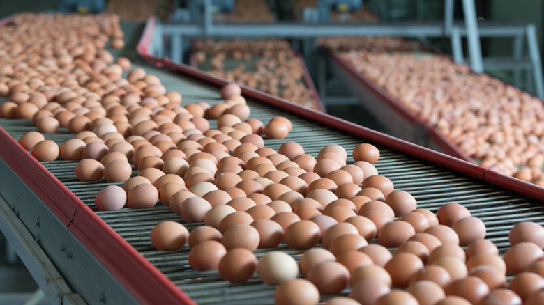 Brown eggs on conveyers