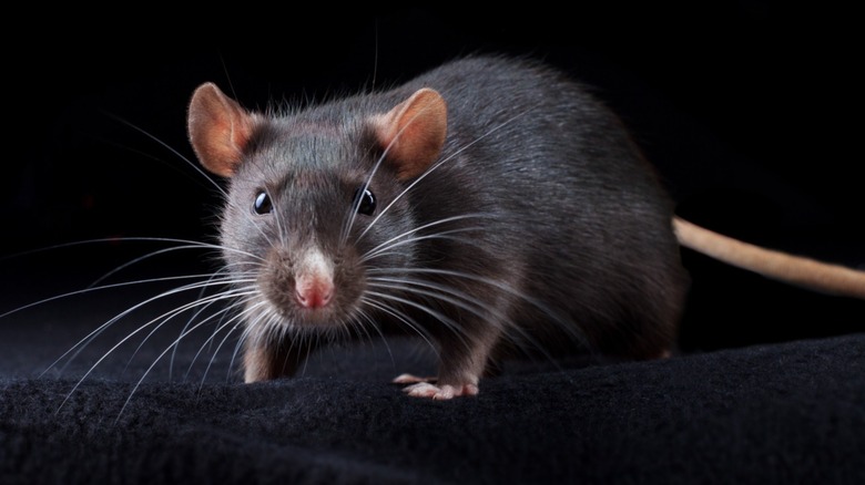 rat on black background