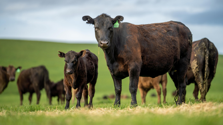 cattle grazing on pasture