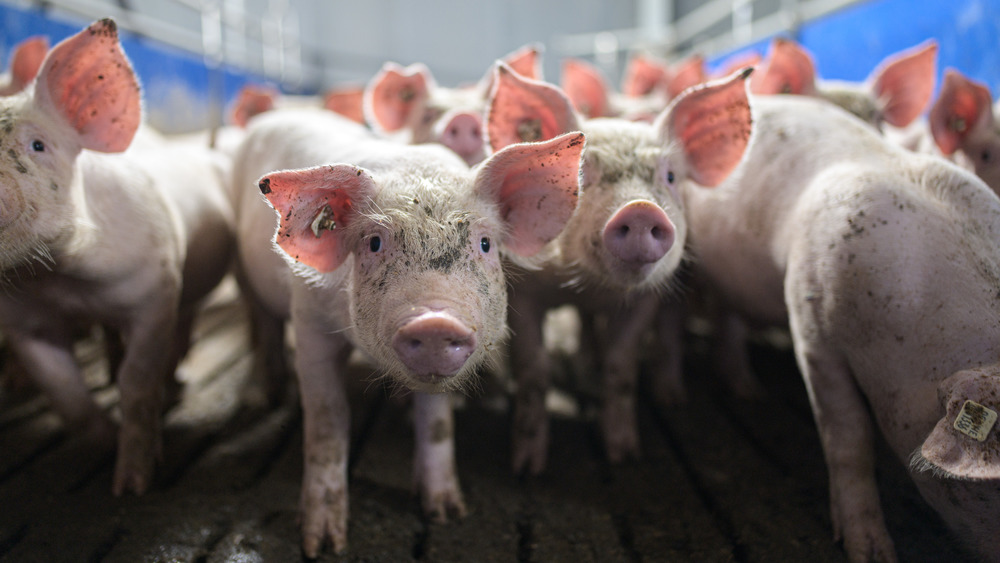 Piglets in a pen