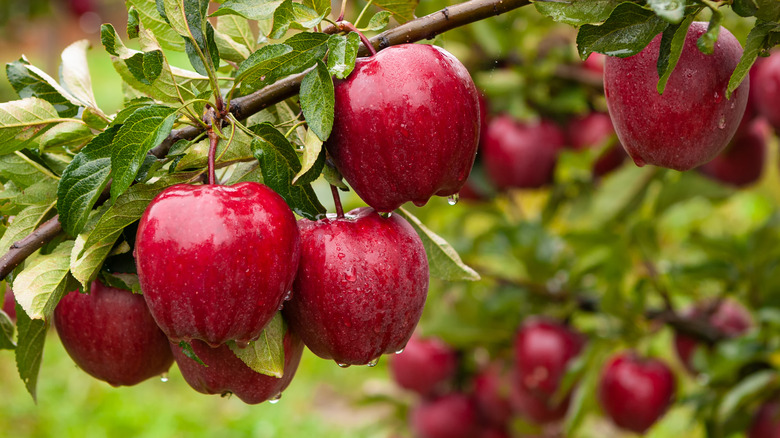 Apples on a limb.