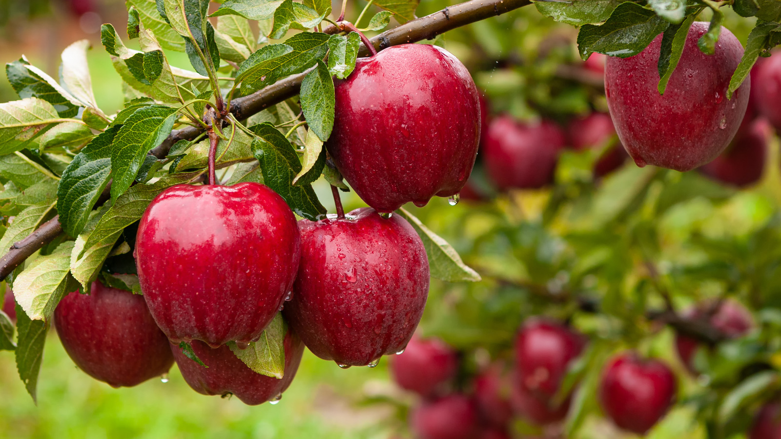 Why Pilgrims Are The Reason Apples Are In America why-pilgrims-are-the-reason-apples-are-in-america