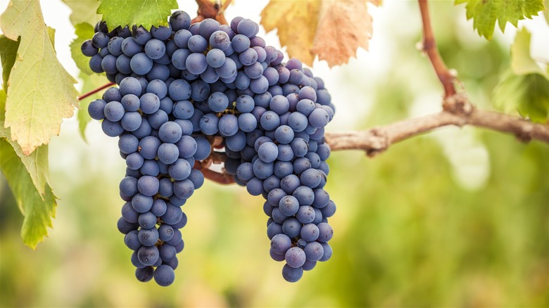 Pinot Noir grapes hanging from the vine.