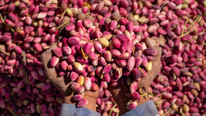Hands holding red pistachios
