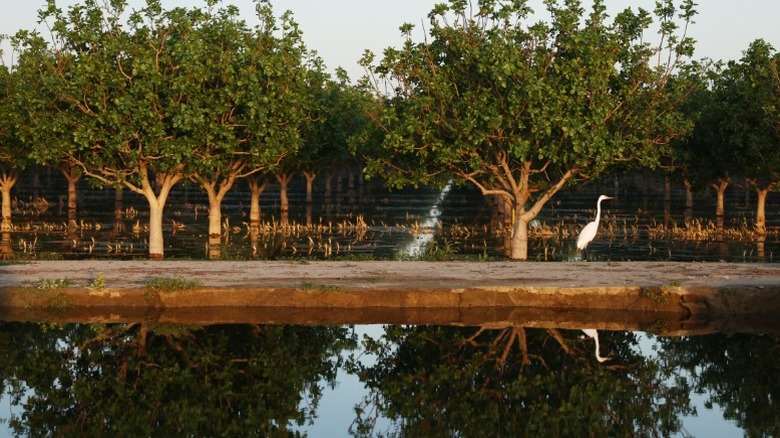 Pistachio trees on a farm in California