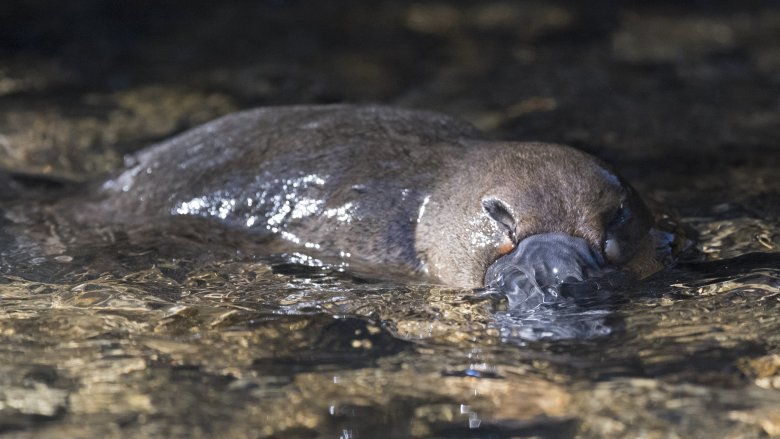 platypus