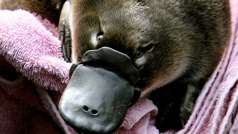 platypus