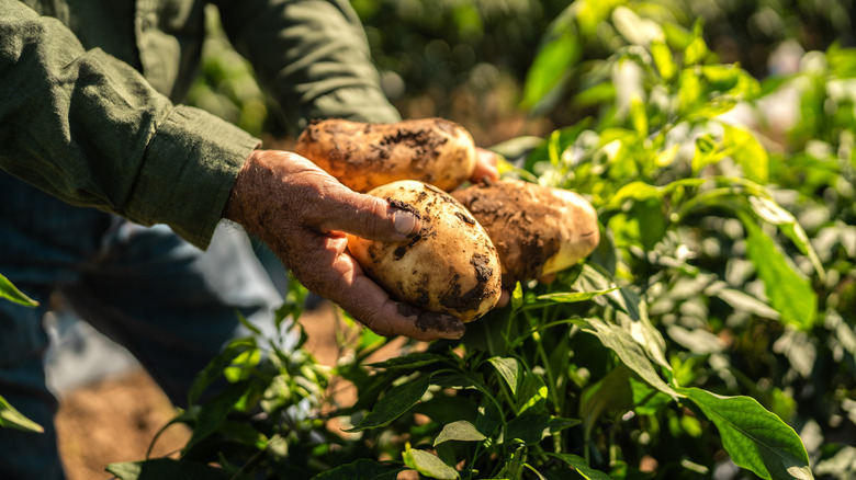 Farmer holding potatoes.