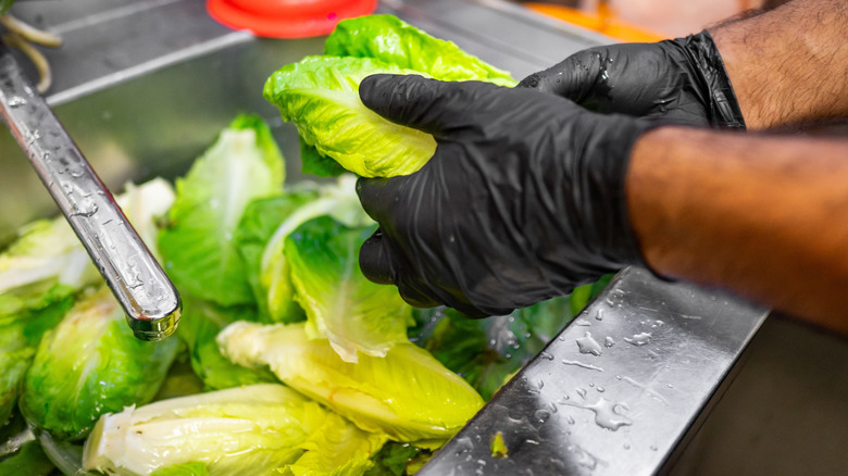 Gloved hands washing lettuce in sink.