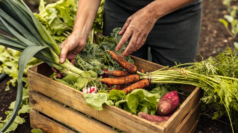 Fresh vegetables and gardener's hands 