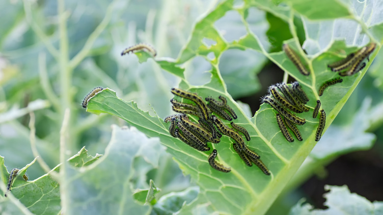 Baby caterpillars crawling on large green leaf