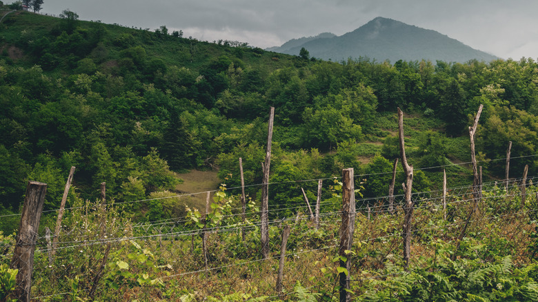 vineyards