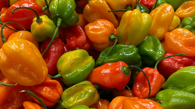 Green and red habanero peppers