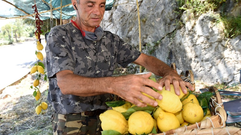 amalfi lemon farmer