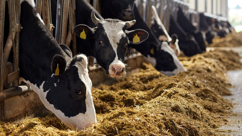 Dairy cows in stables