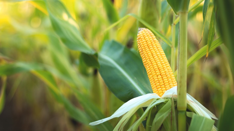 corn cob in field