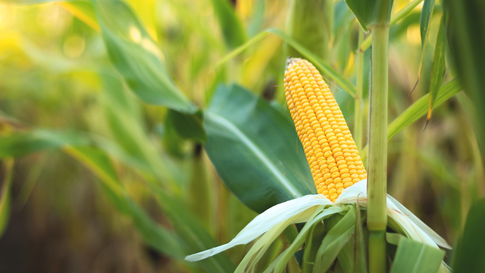 why-the-number-of-rows-on-corn-is-almost-always-even