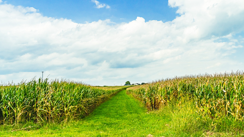 a large corn field 