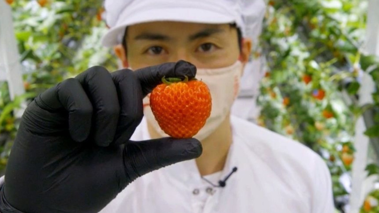 Why The 'Tesla Of Strawberries' Cost 5 Each