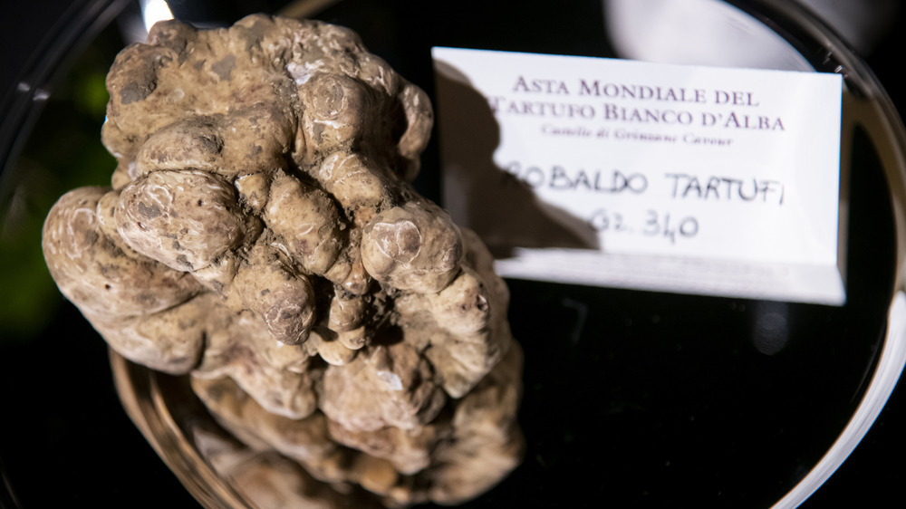 White Truffle