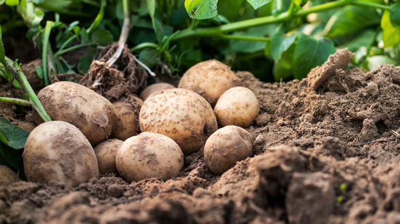 Potatoes in the dirt